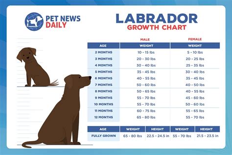 3 Month Lab Puppy Weight